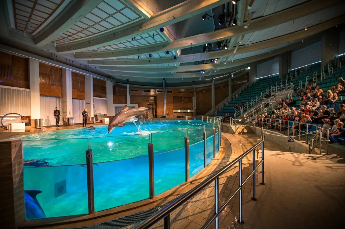 Veera temppuilee yleisölle. Särkänniemen vanhin delfiini on taas raskaana.