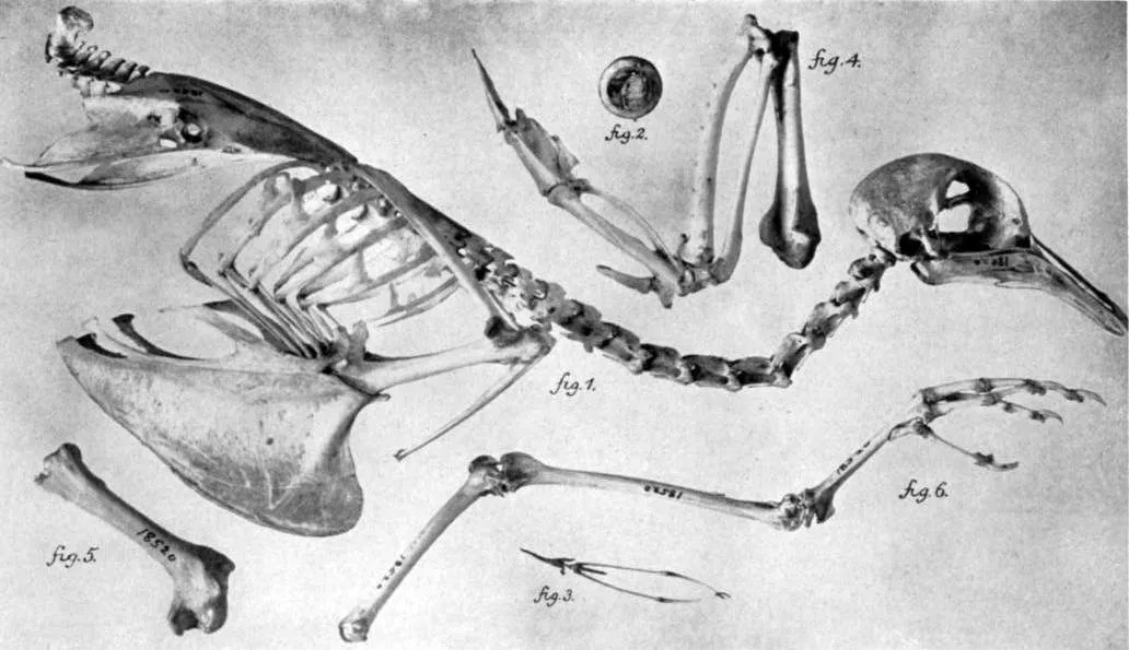 Muuttokyyhkyn luuranko. Kuva Wikimedia Commons