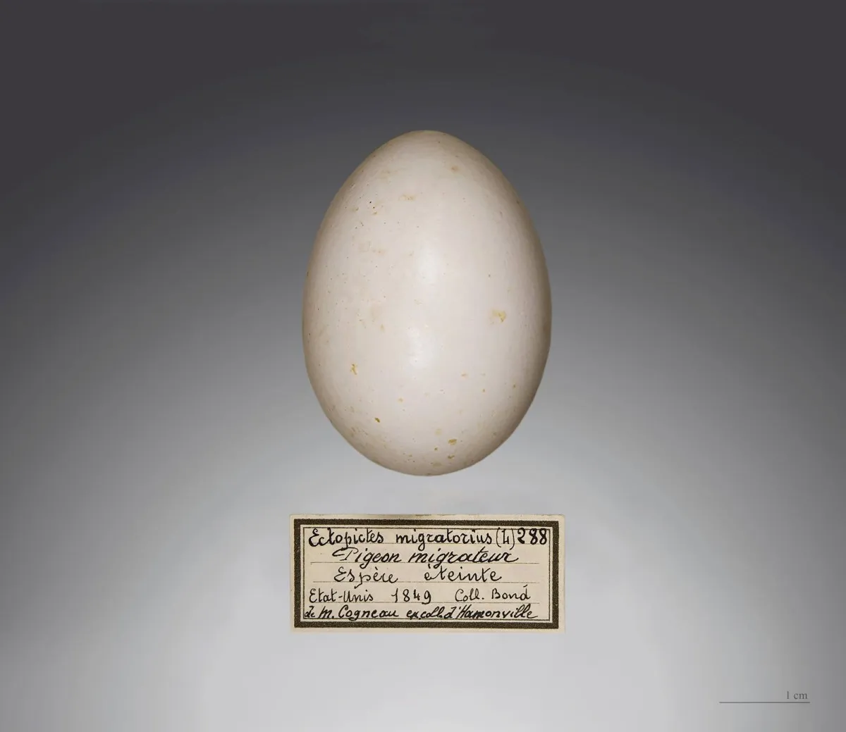 Muuttokyyhkyn muna, Toulousen luonnontieteellinen museo. Kuva Didier Descouens / Wikimedia Commons