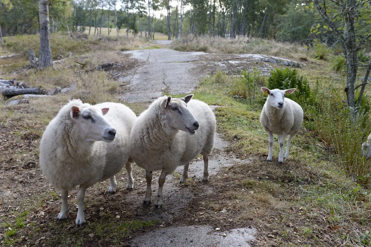 Lampaita maisemanhoidossa Isokarin majakkasaarella. Kuva Martti Kainulainen / Lehtikuva