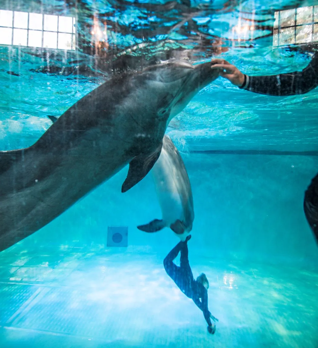 Ohjaajat kommunikoivat delfiinien kanssa käsi- ja äänimerkein.