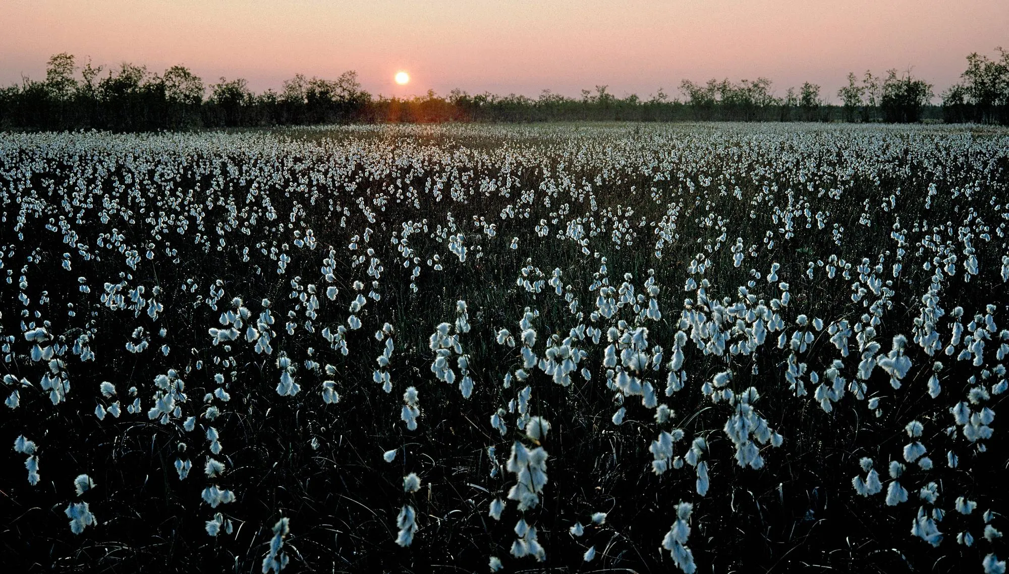 Auringonlaskun luhtavillat keskikesällä.