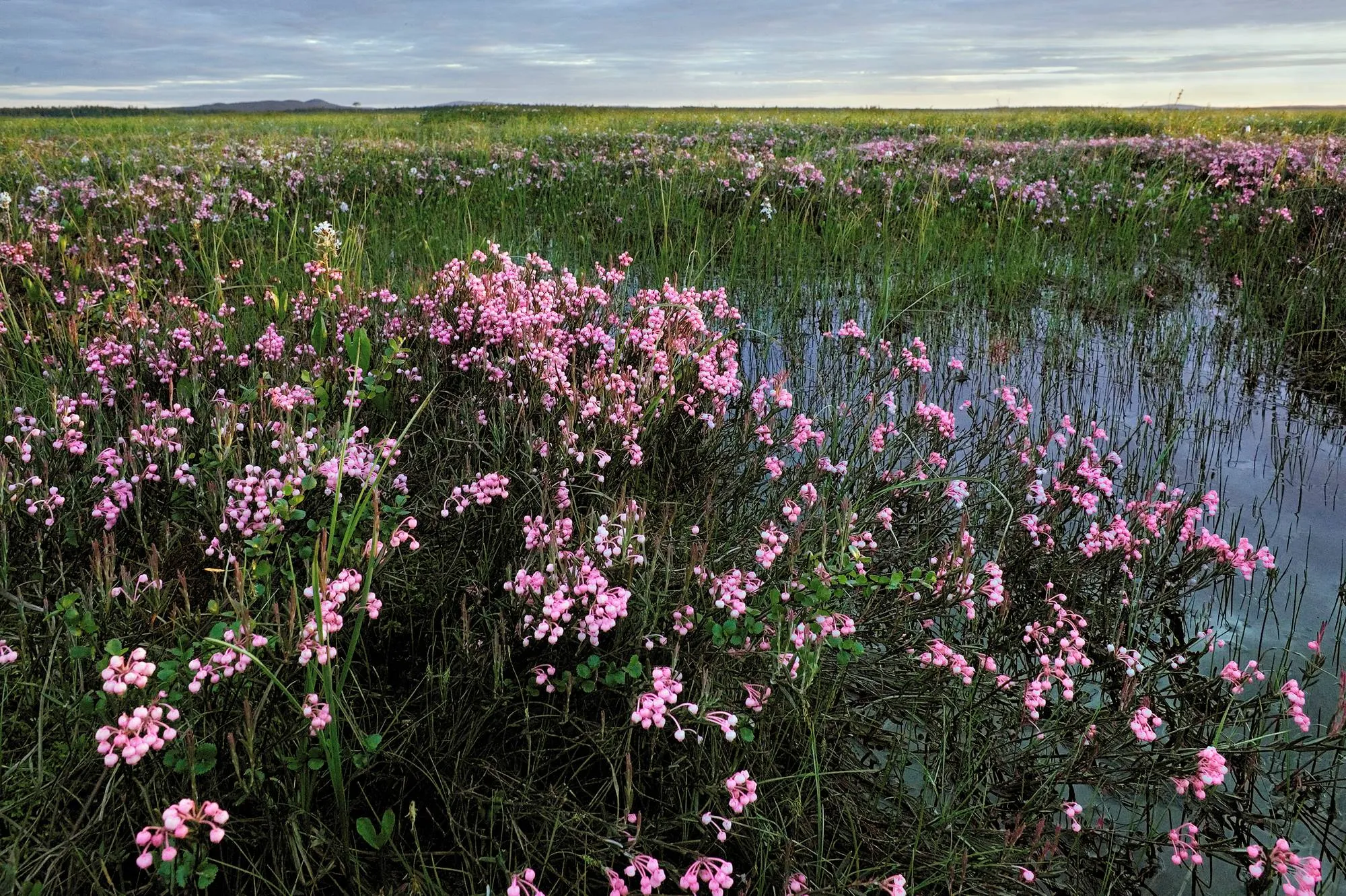 Suokukkia Viiankiaavan avorimmen reunalla.