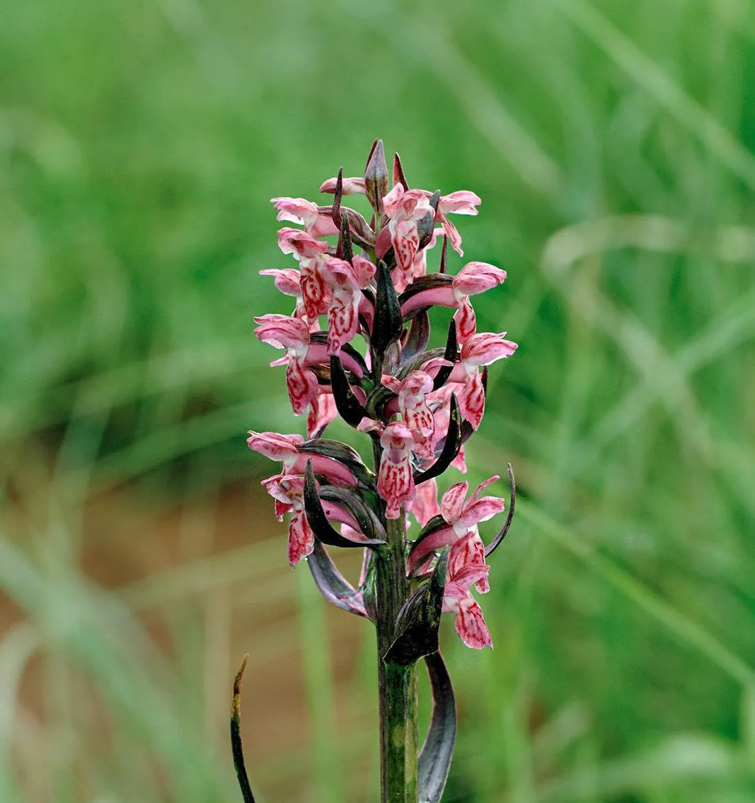 Punakämmekkä on voimakkaasti taantunut soiden ojituksen myötä.