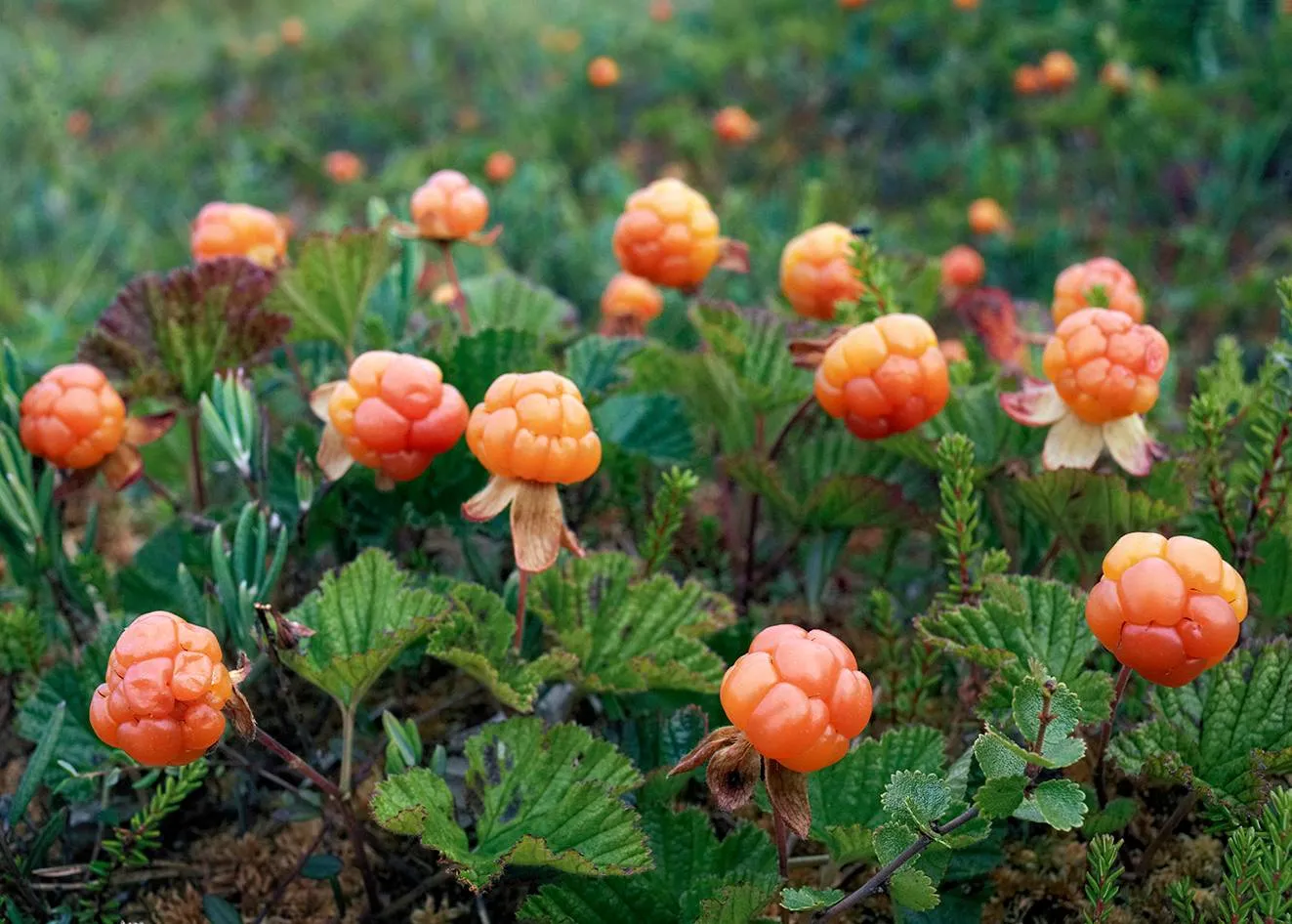 Loppukesällä kypsyy hilla.