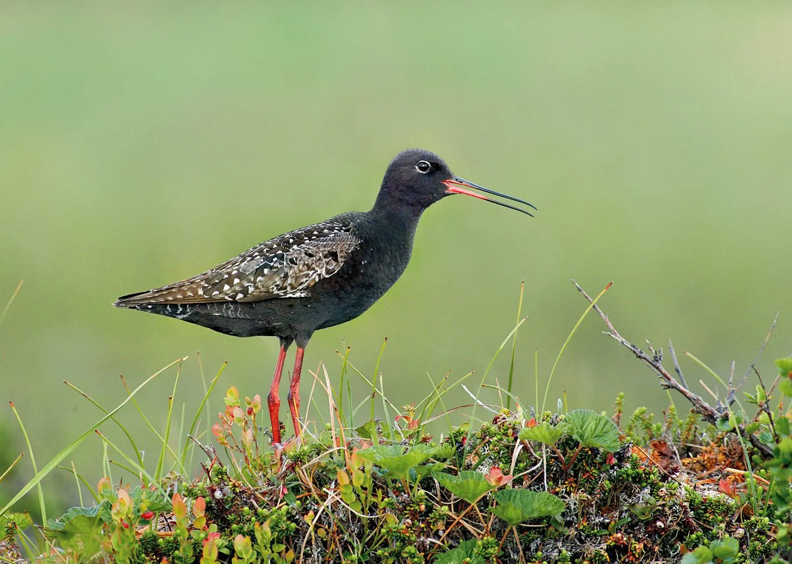 Mustaviklo on arktisten aapasoiden taantunut kahlaaja.