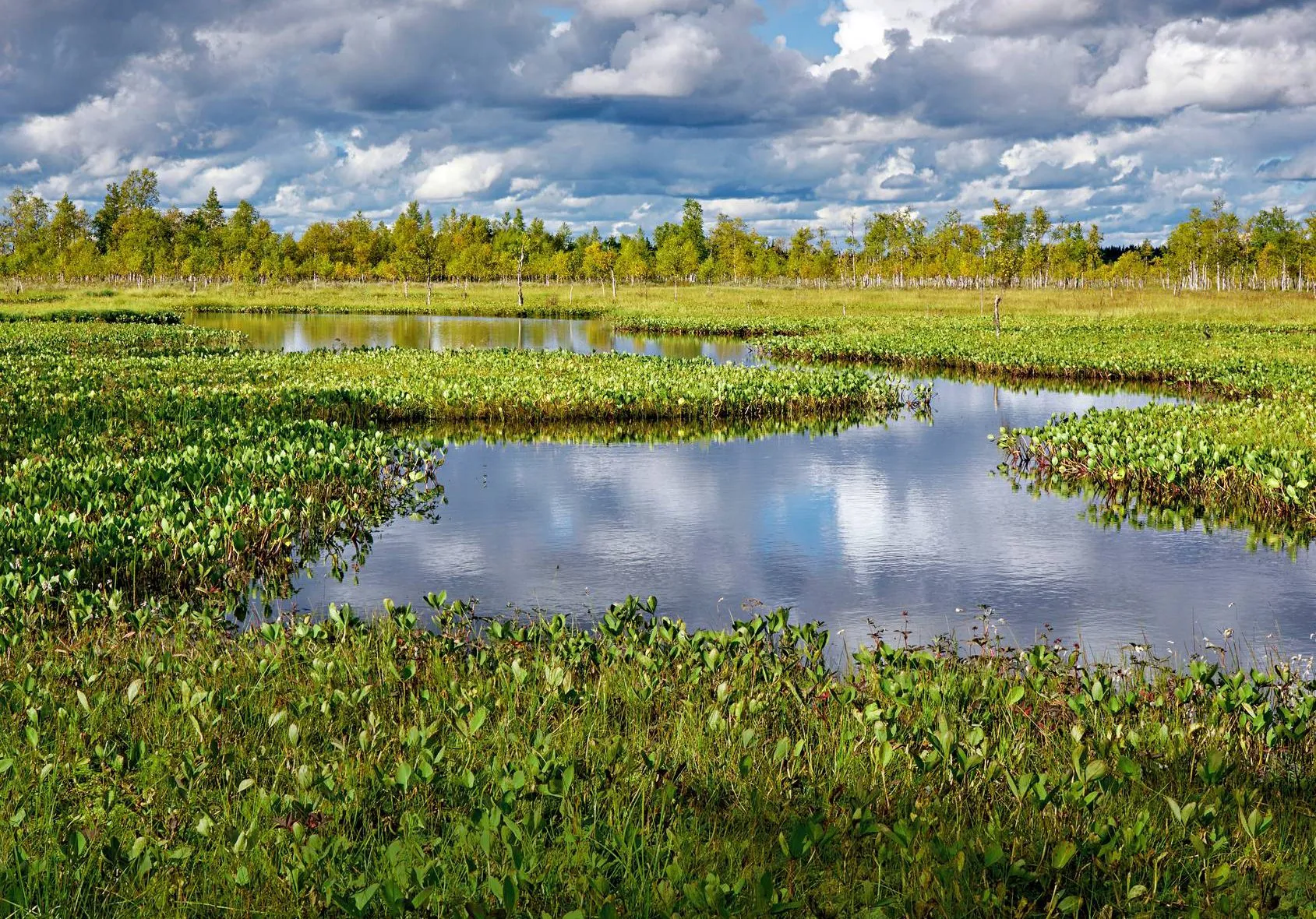 Viiankiaavan soidensuojelualueen kokonaispinta-ala on 65,95 neliökilometriä.