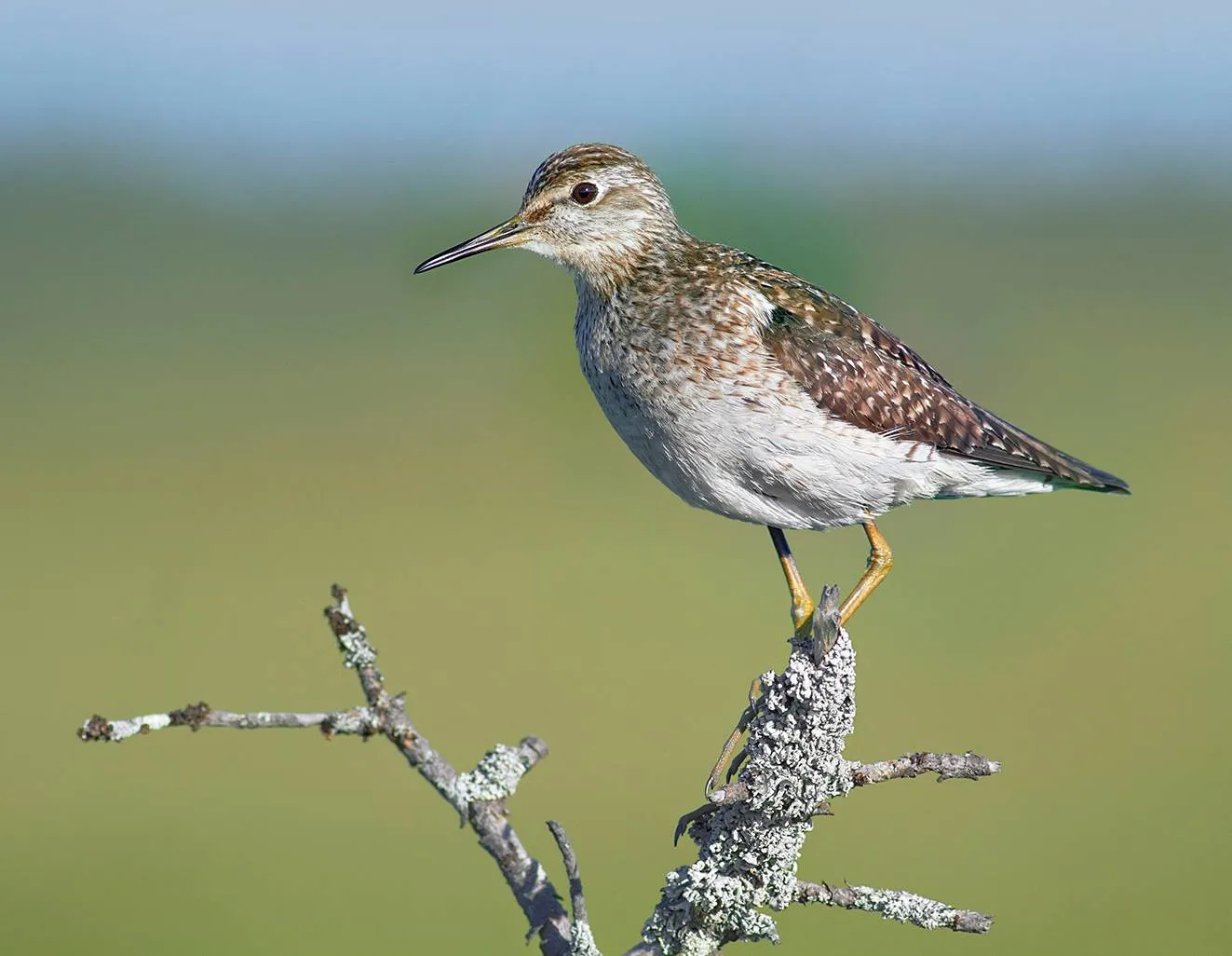 Liro on Suomen runsaslukuisin kahlaaja, joka on kuitenkin harvinaistunut kolmanneksen 30 vuodessa.