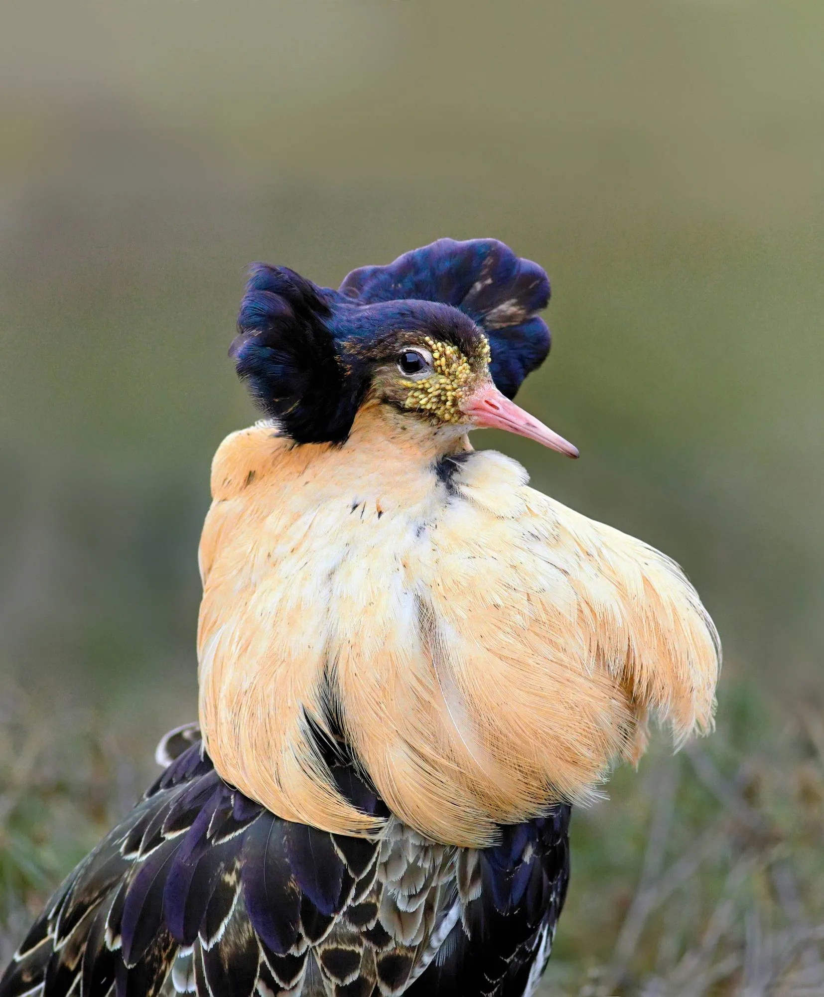 Suokukko on erittäin uhanalainen kahlaaja, jonka parimäärät ovat romahtaneet Suomessa ja koko Euroopassa viime vuosikymmeninä.