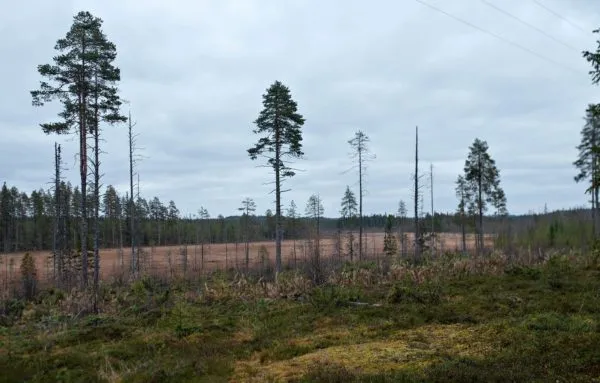 Soita ja metsiä perukassa riittää.