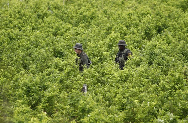 Poliisi partioi kolumbialaisella kokapellolla elokuussa 2012.
