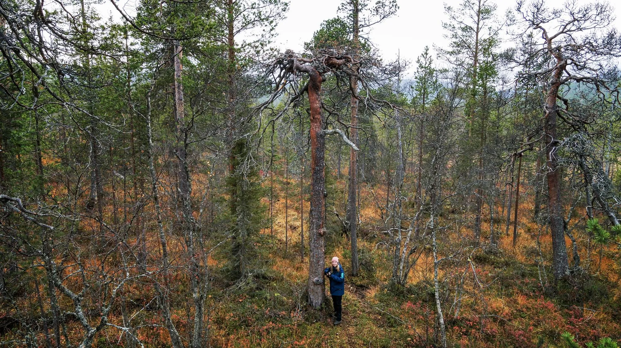 Tohtiiko näin vanhaa puuta edes koskea?