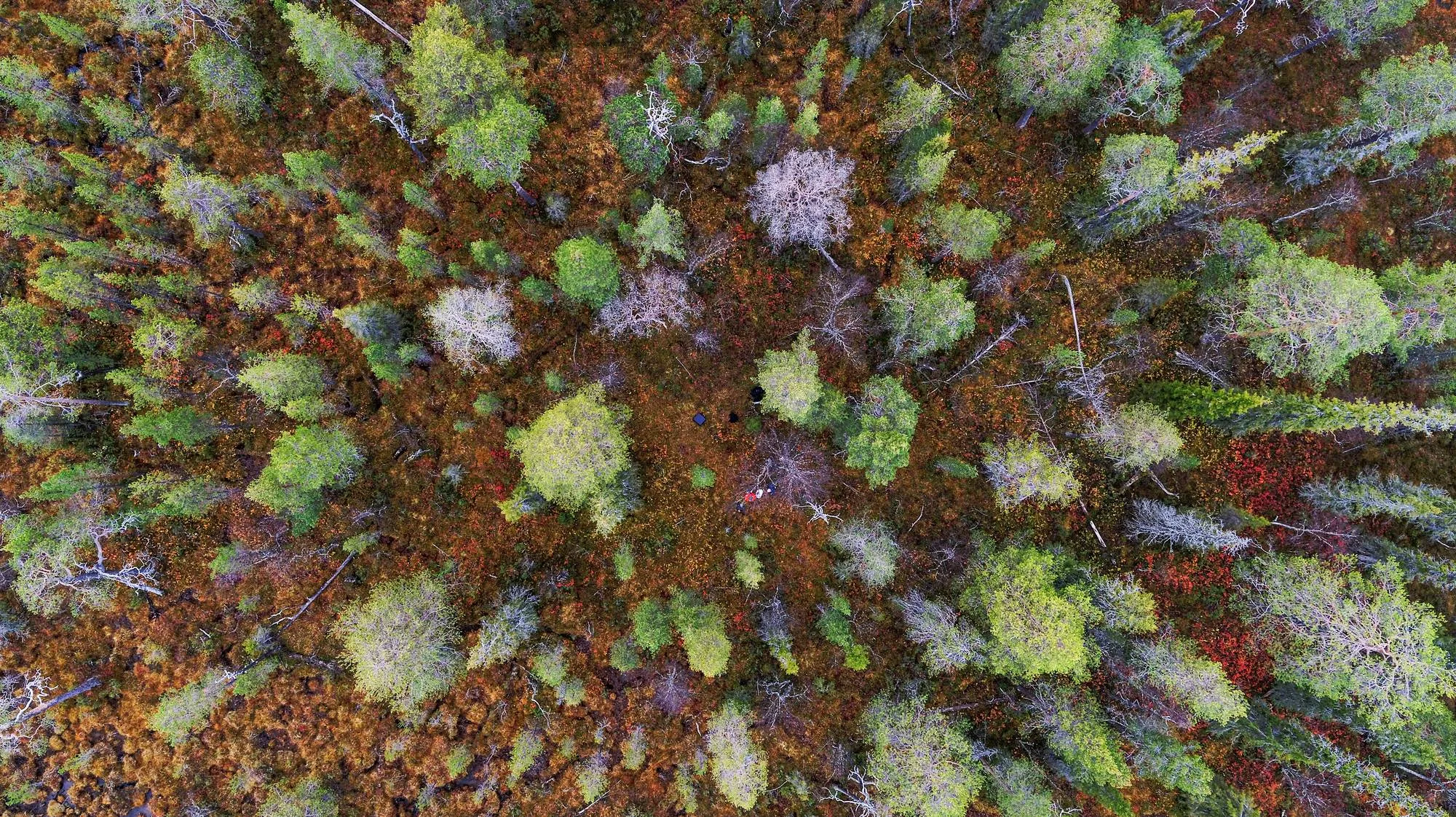 Seurue puulla. Valokuvaaja Marjo Tynkkysellä on punainen takki.