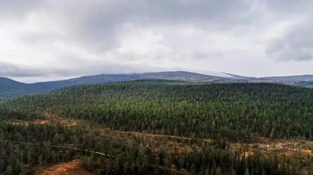 Puu on ollut rauhassa, tuntureiden katveessa.