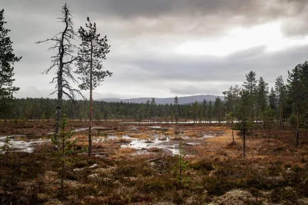 Keinutuolijänkä on rajavyöhykkeellä.