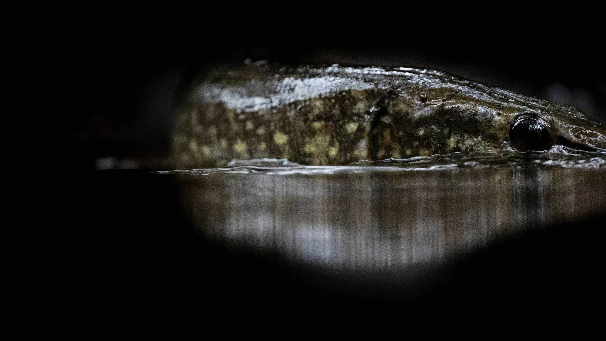 Hauki nousee merestä puroa pitkin kutemaan Sommaröträsketin kosteikkojärveen Tammisaaressa.