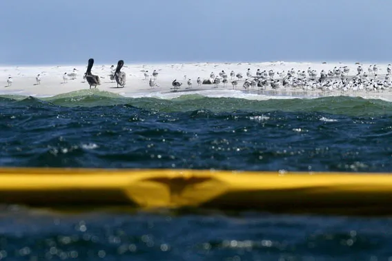 Oljylautta tavoittaa kohta rannikon