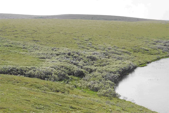 tundra