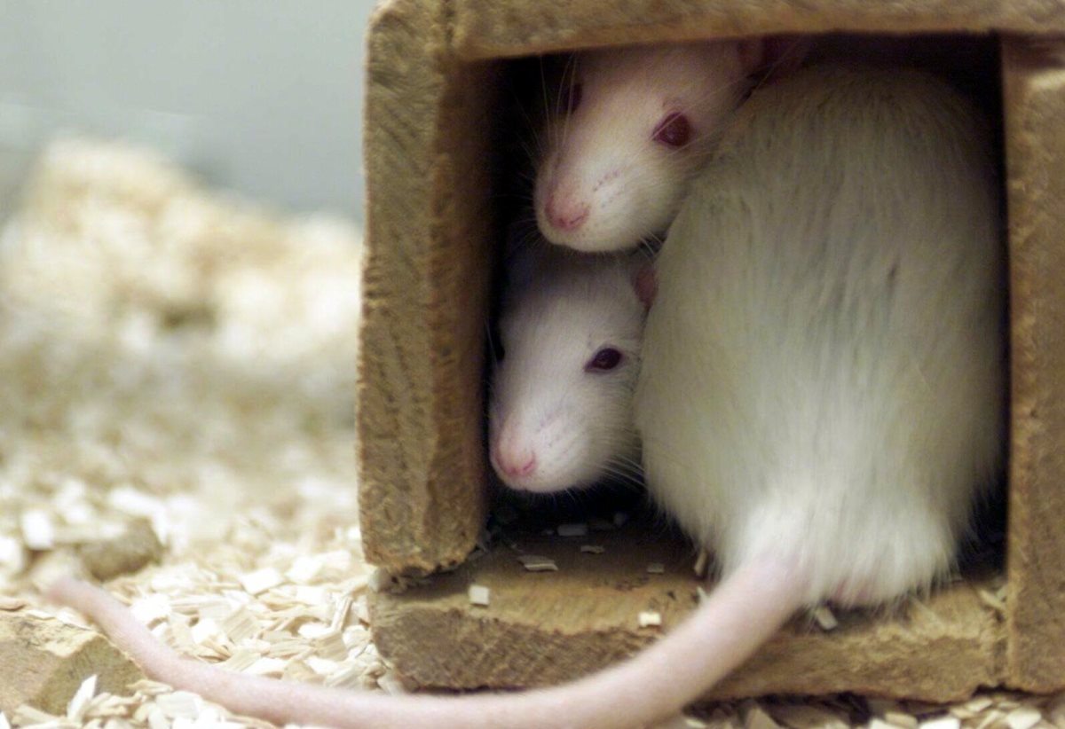 Psykoterapia auttoi masentuneita rottia – ympäristöllä on merkitystä ...