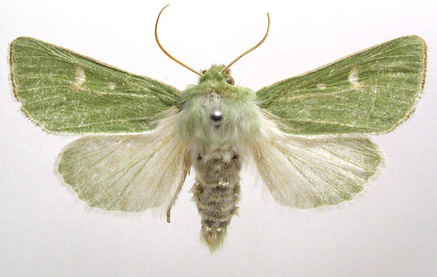 Viheryökkönen (Calamia tridens).
