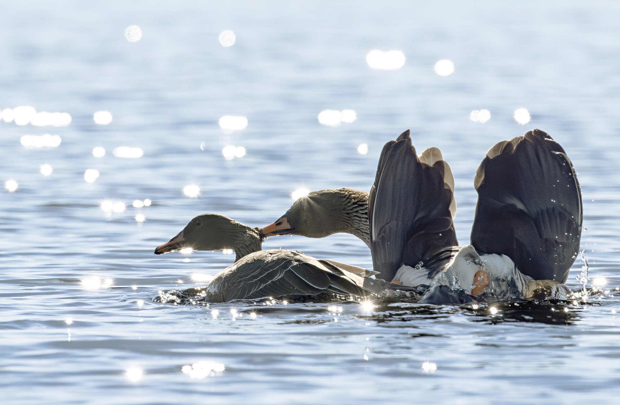 Kevään huumaa: metsähanhet parittelivat Lieksassa muuttomatkan jälkeen